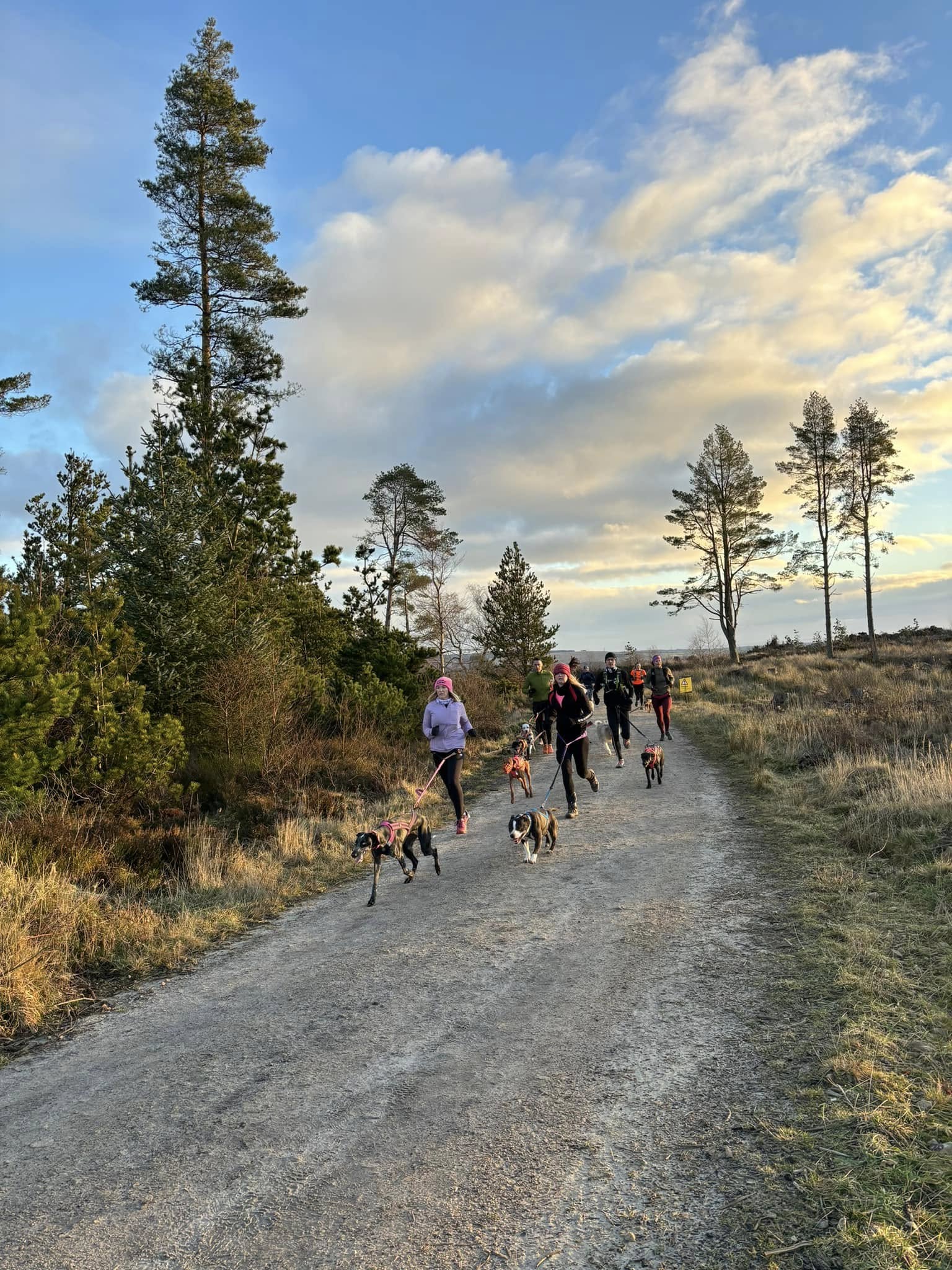 Winter Canicross running session